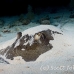 stingray_roughtail_lab_jar_h_0041_cub0475.jpg